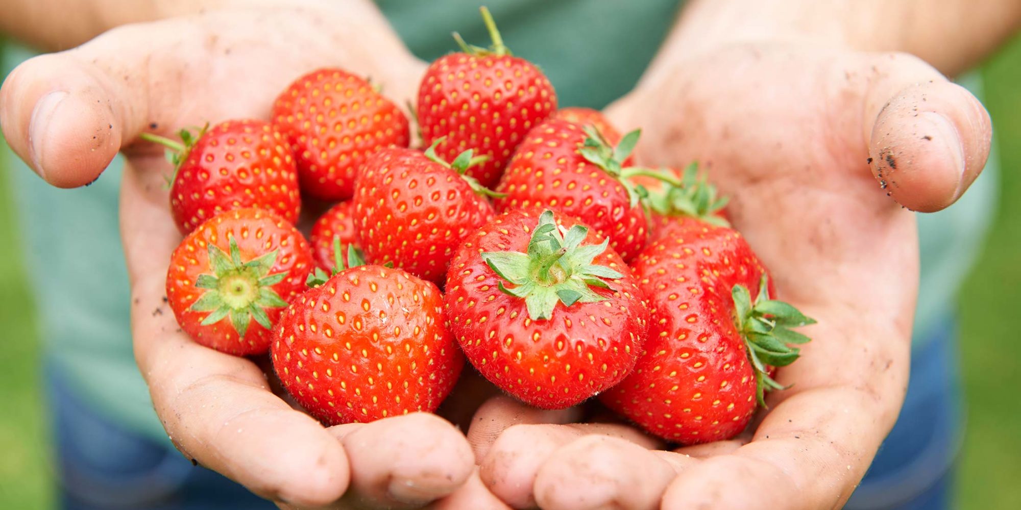 Image of hands holding freshly picked strawberries