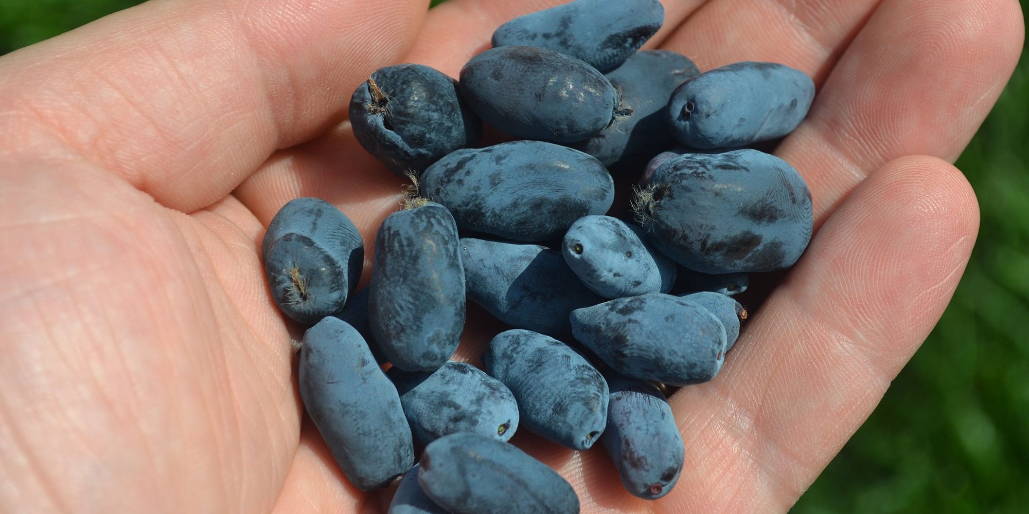 Image of honeyberries