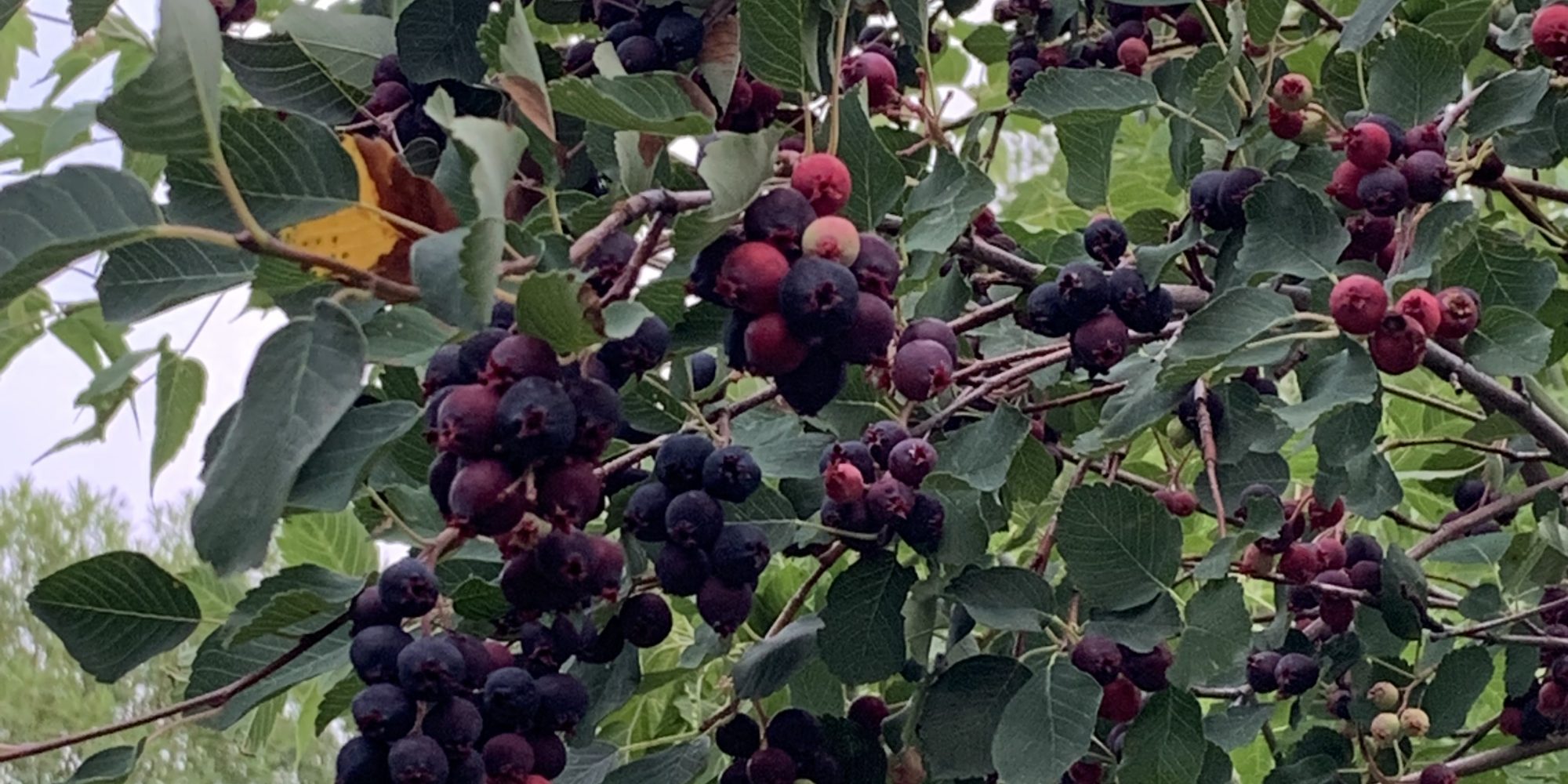 Saskatoon berries at Little Blue House Berry Farm